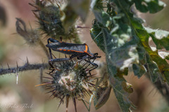 Phthiacnemia picta
