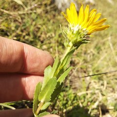 Grindelia inuloides
