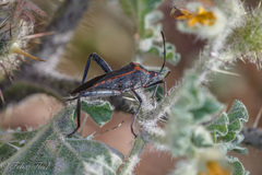 Phthiacnemia picta