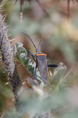 Phthiacnemia picta