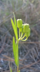 Asclepias pedicellata image