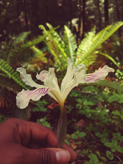 Iris purdyi