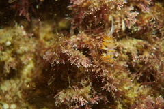 Apata pricei