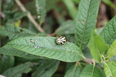 Leptinotarsa flavitarsis