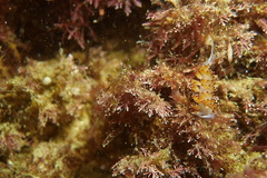 Apata pricei