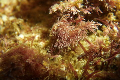 Apata pricei