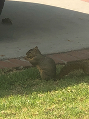 Sciurus niger