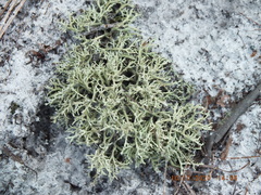Cladonia pachycladodes