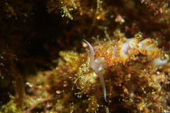 Apata pricei