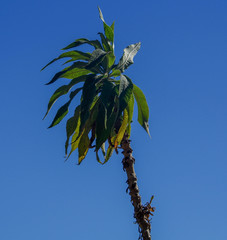 Siphocampylus giganteus