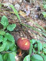 Suillus spraguei image