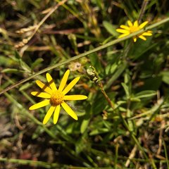 Melampodium montanum