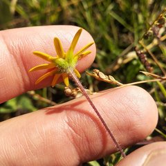 Melampodium montanum