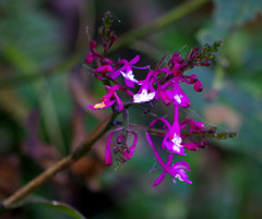 Epidendrum porphyreum