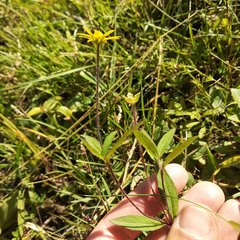 Melampodium montanum