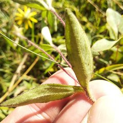 Melampodium montanum