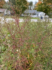 Symphyotrichum robynsianum