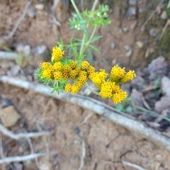 Alloispermum scabrum