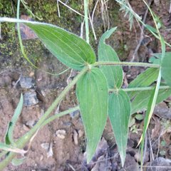 Alloispermum scabrum