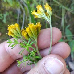 Alloispermum scabrum