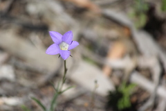 Wahlenbergia gracilenta