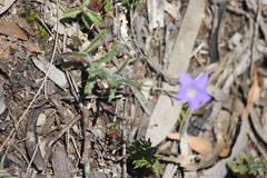 Wahlenbergia gracilenta
