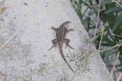Sceloporus occidentalis