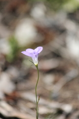 Wahlenbergia gracilenta