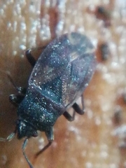 Drymus brunneus