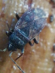 Drymus brunneus