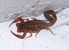 Tityus argentinus