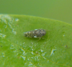 Xestocephalus superbus
