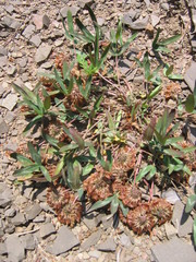 Trifolium virginicum