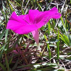 Ipomoea elongata