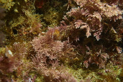 Apata pricei