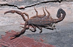 Tityus argentinus