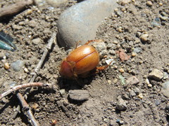 Aulacopalpus pilicollis