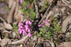 Tetratheca bauerifolia