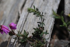 Tetratheca bauerifolia