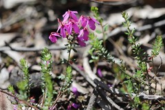 Tetratheca bauerifolia