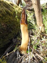 Morchella australiana