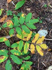 Sorbus sitchensis sitchensis