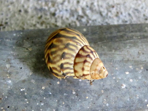 Orthalicus