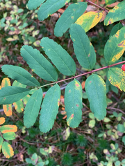 Sorbus sitchensis sitchensis