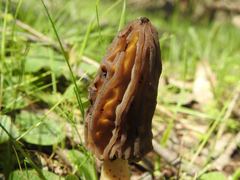 Morchella australiana