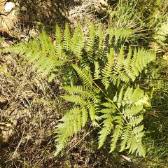 Pteridium aquilinum feei