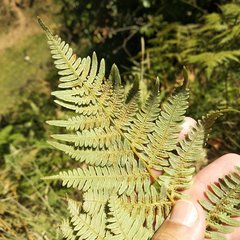 Pteridium aquilinum feei