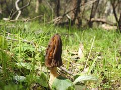 Morchella australiana
