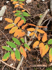 Sorbus sitchensis sitchensis