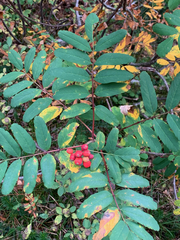 Sorbus sitchensis sitchensis